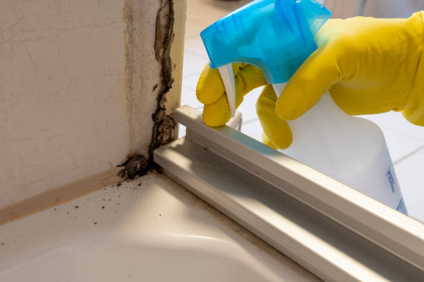 Best Mold Remediation for Healthcare Facilities  in Chase, PA